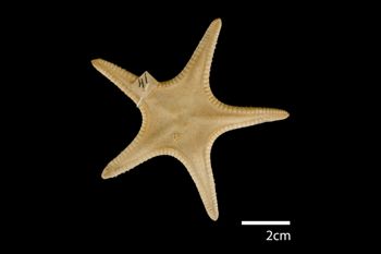 Media type: image; Invertebrate Zoology AST-41   Description: whole body;  Aspect: dorsal